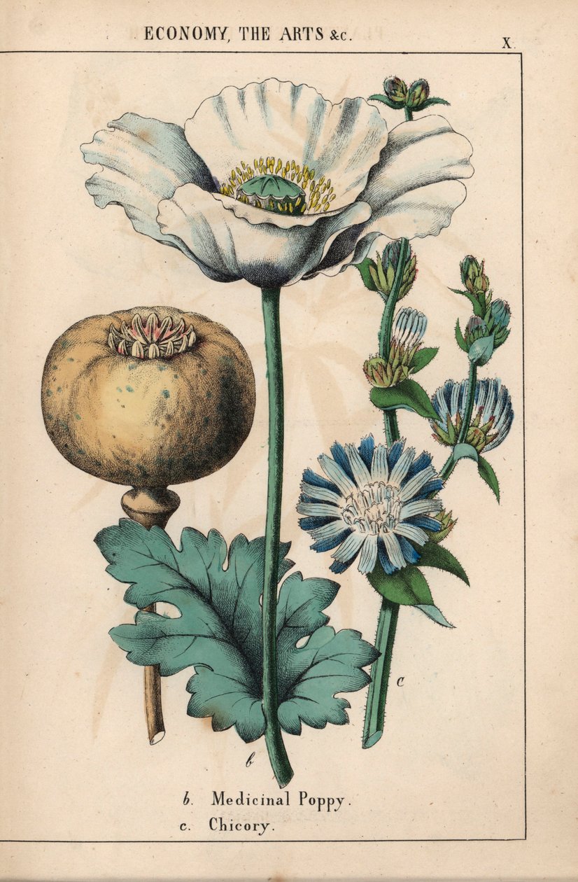 Amapola medicinal con flor blanca y cápsula madura, y flor de achicoria azul, de "The Instructive Picturebook, or Lessons from the Vegetable World", [Charlotte Mary Yonge], Edimburgo de English School