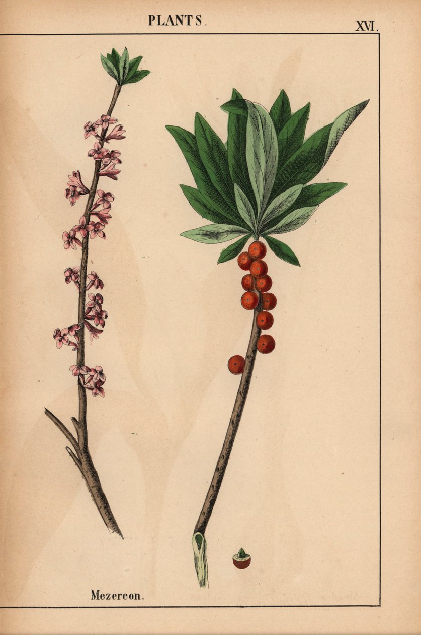 Mezereon con bayas rojas y flores rosas.  , de "The Instructive Picturebook, or Lessons from the Vegetable World", [Charlotte Mary Yonge], Edimburgo de English School