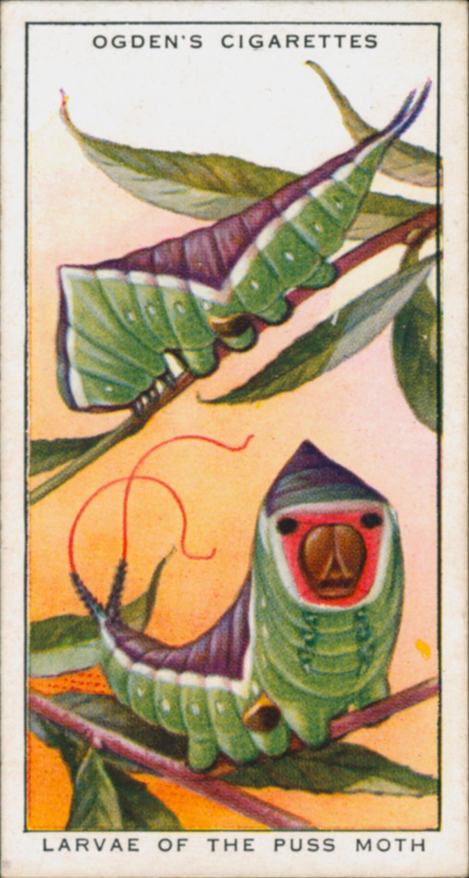 Mimetismo para la protección, insectos, larvas de la polilla del minino (litografía en color) de English School