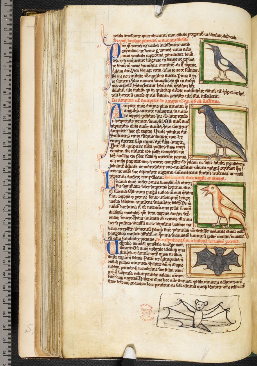 Miniaturas de aves y dibujo marginal de un murciélago, de Miscelánea teológica, incluida la Summa de vitiis, Harley 3244, f.55v, c.1236-50 (vitela) de English School