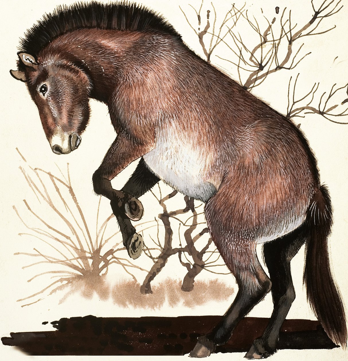 Caballo salvaje de Mongolia de English School