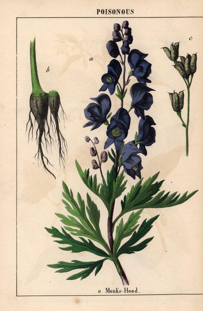 Capucha monje con flores azules   , de "The Instructive Picturebook, or Lessons from the Vegetable World", [Charlotte Mary Yonge], Edimburgo de English School