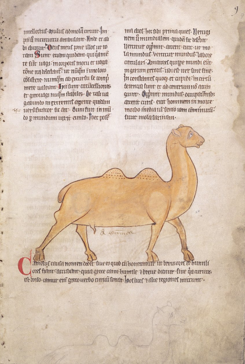 Ms.254 f.9r Camello de un bestiario en latín, inglés, principios del siglo XIII (manuscrito) de English School