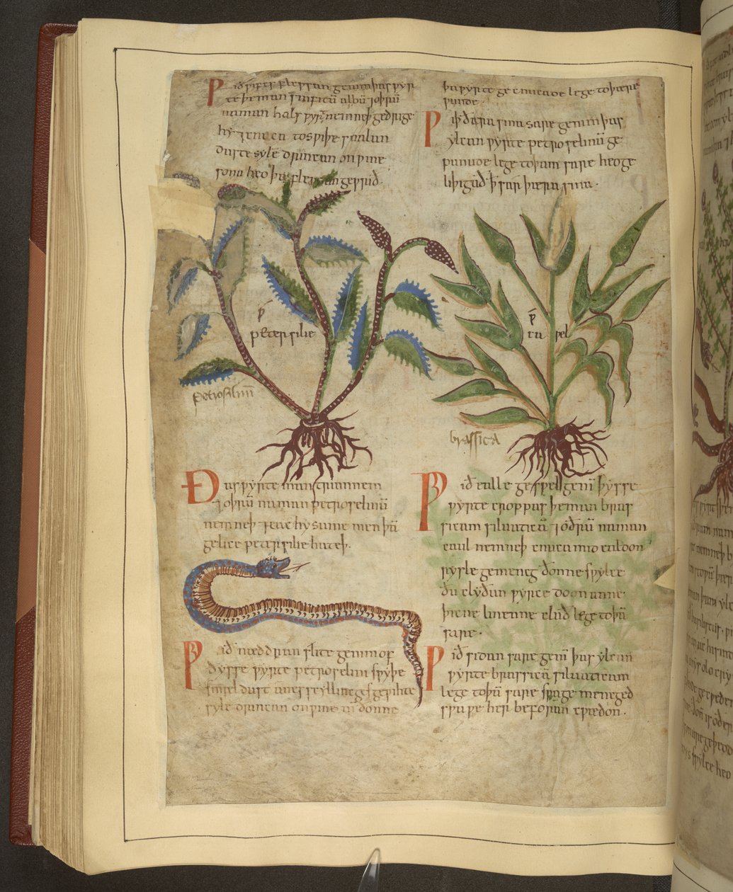 Ms. Cotton Vitellius C.III fol.56v Ilustraciones de Petersilie, Cawel y una serpiente, de un herbario inglés antiguo originalmente de Apuleyo (123-80 d. C.), principios del siglo XI (vitela) de English School