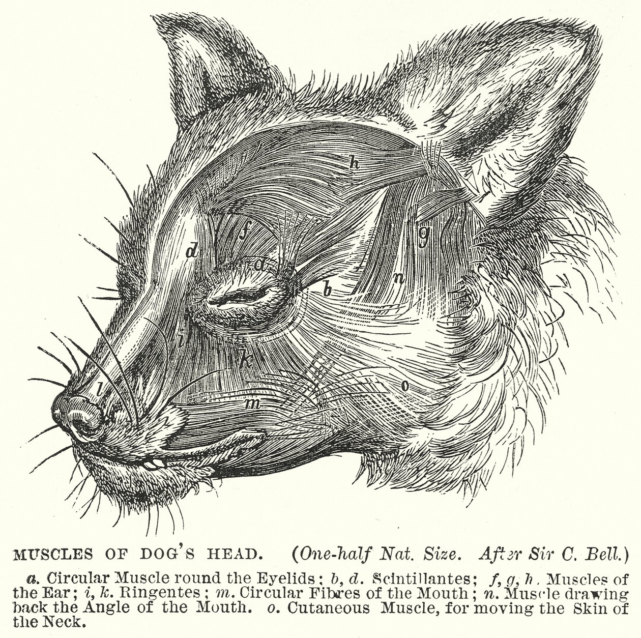 Músculos de la cabeza de perro (grabado) de English School