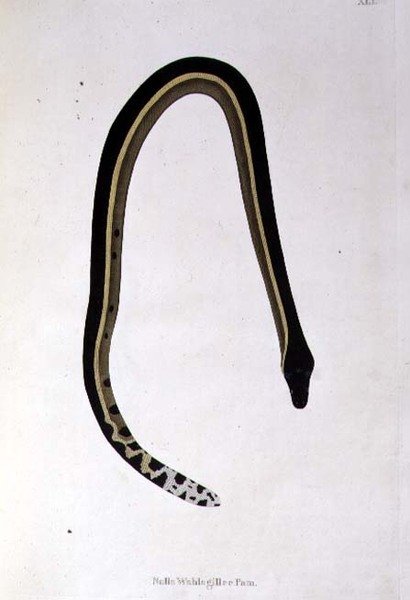 Serpiente Nalla Wahlagillee Pam de 