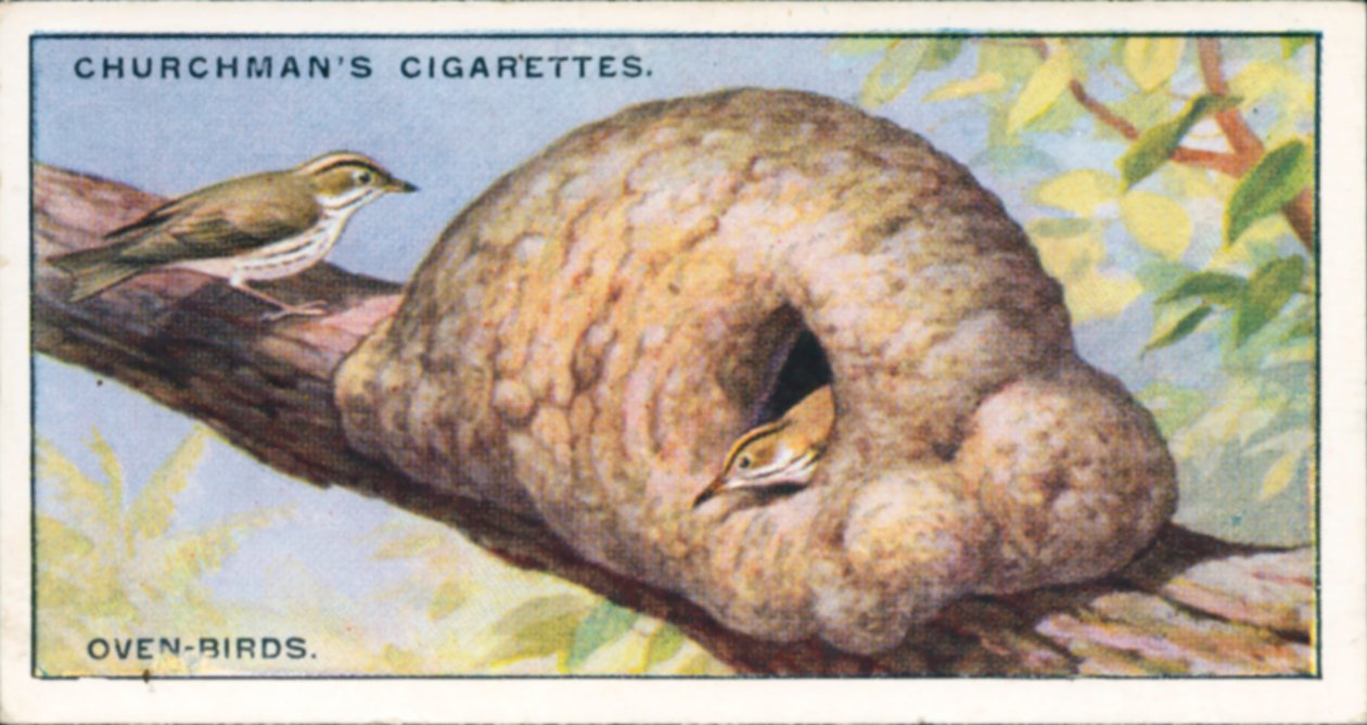 Arquitectos de la naturaleza: Oven-Birds (litografía en color) de English School
