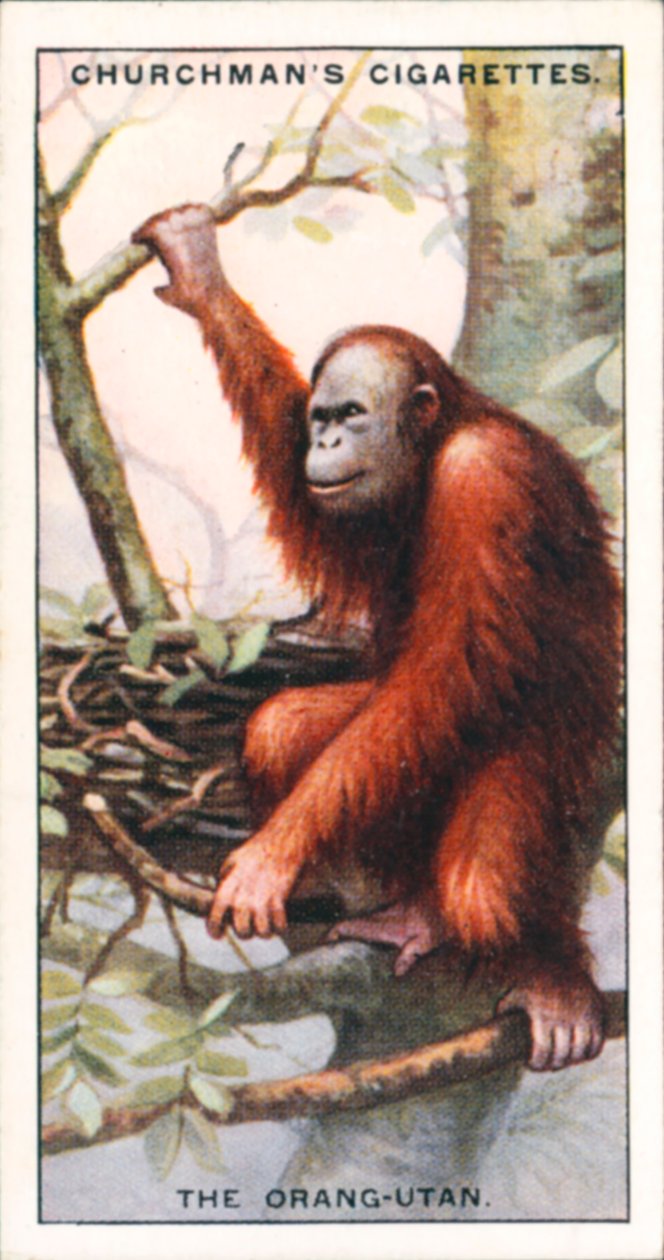 Arquitectos de la naturaleza: El orangután (litografía en color) de English School