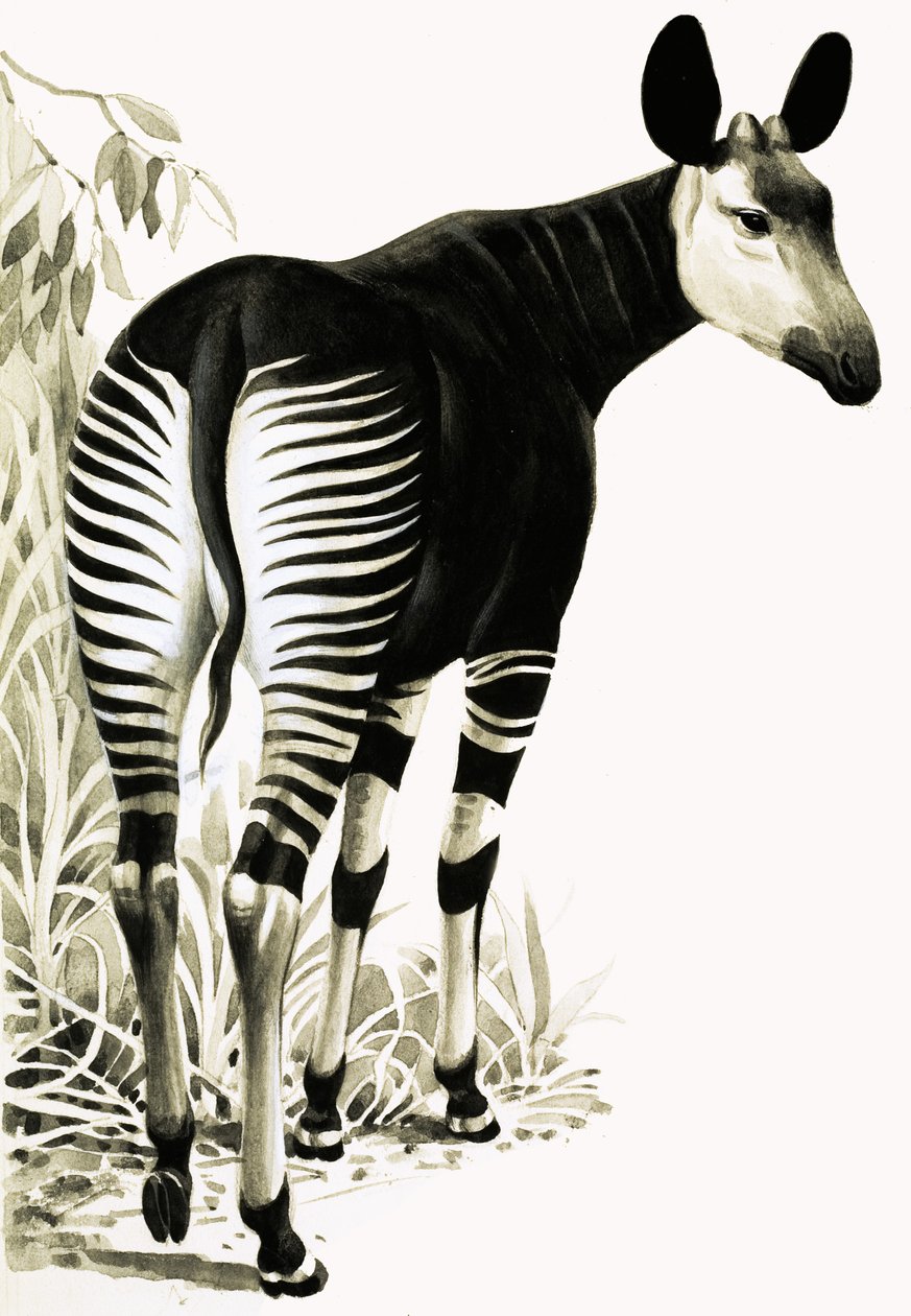 Okapi de English School