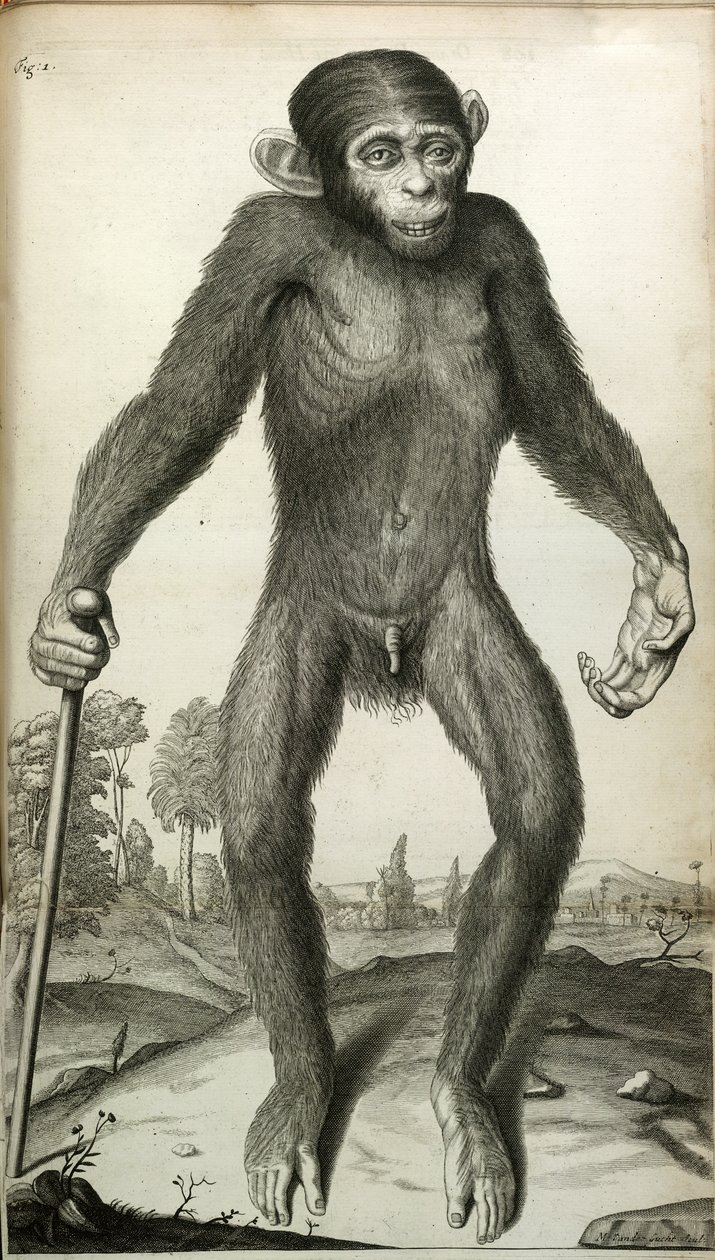 Orang-Outang, sive Homo Sylvestris: o la anatomía de un pigmeo comparada con la de un mono, un simio y un hombre...