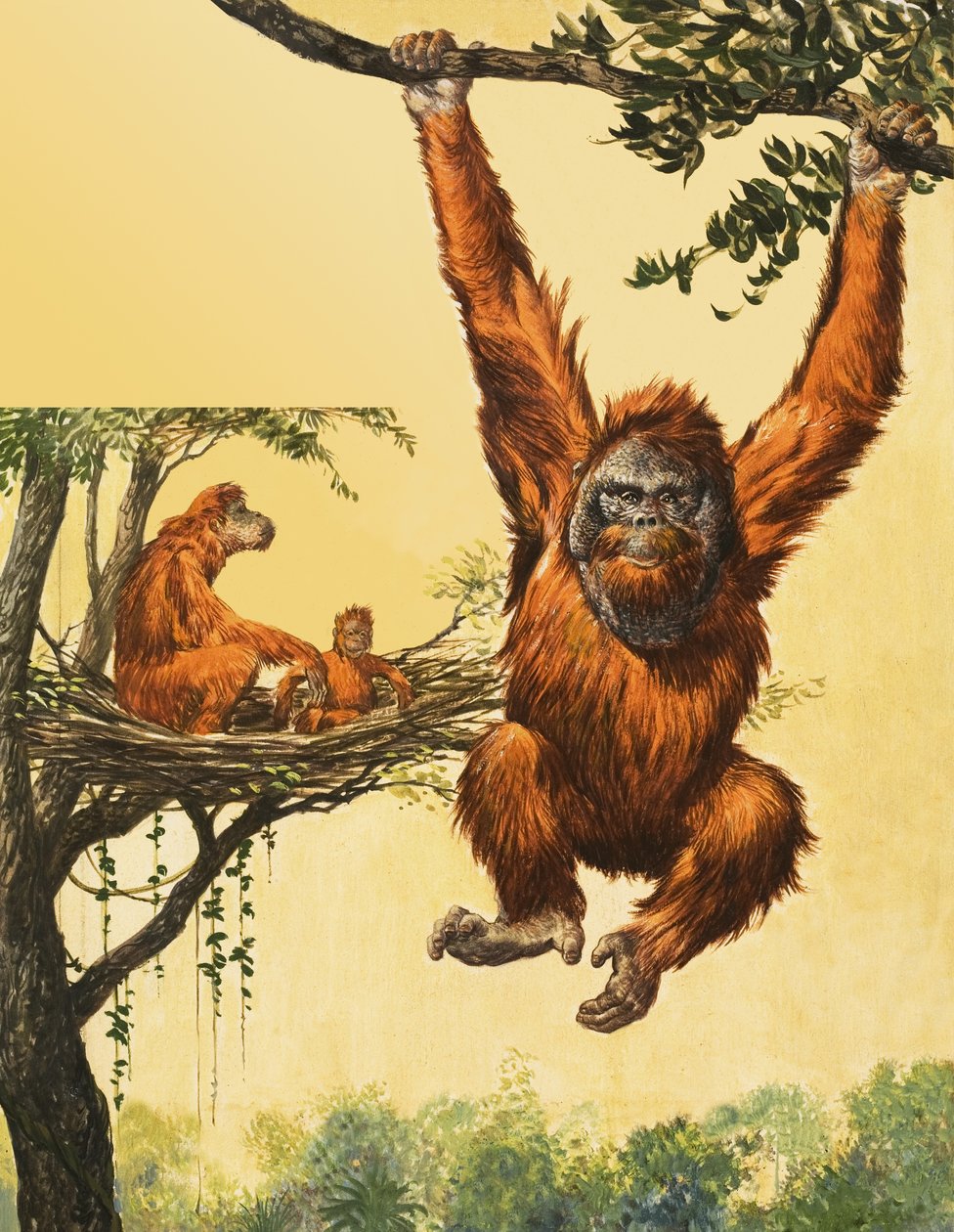 Orangutanes de English School