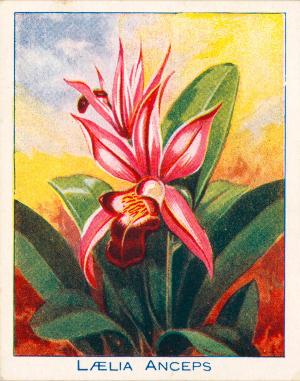 Orquídeas: Laelia Anceps (litografía en color) de English School