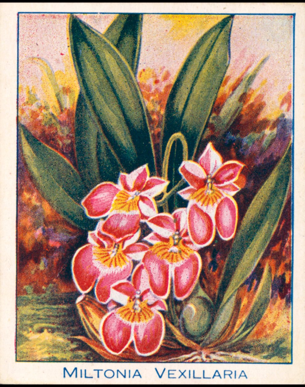 Orquídeas: Miltonia Vexillaria (litografía en color) de English School
