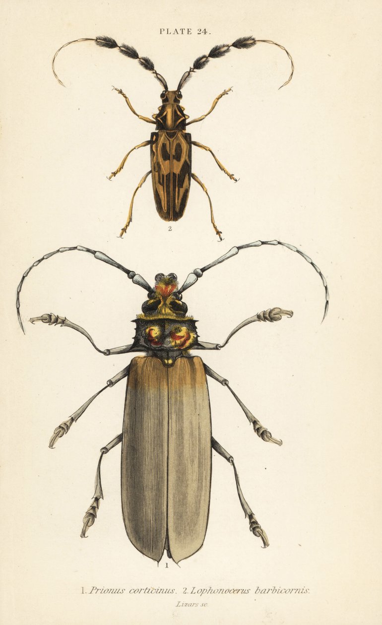 Orthomegas cinnamomeus Prionus corticinus 1, y Batus barbicornis, Lophonocerus barbicornis 2 de English School