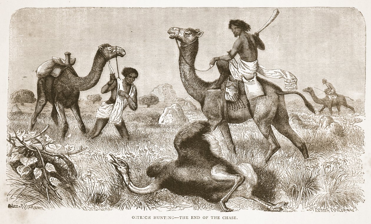 Caza de avestruces - el final de la persecución, ilustración de The Pictorial Edition of the Life and Discoveries of David Livingstone por J. Ewing Richie, pub. por A. Fullarton & Co., 1876 de English School
