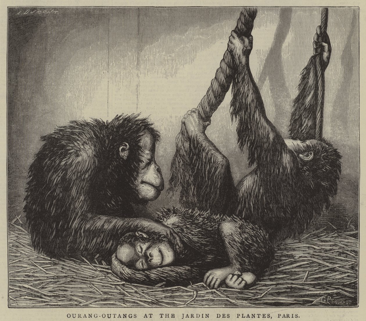 Ourang-Outangs en el Jardin des Plantes, París (grabado) de English School
