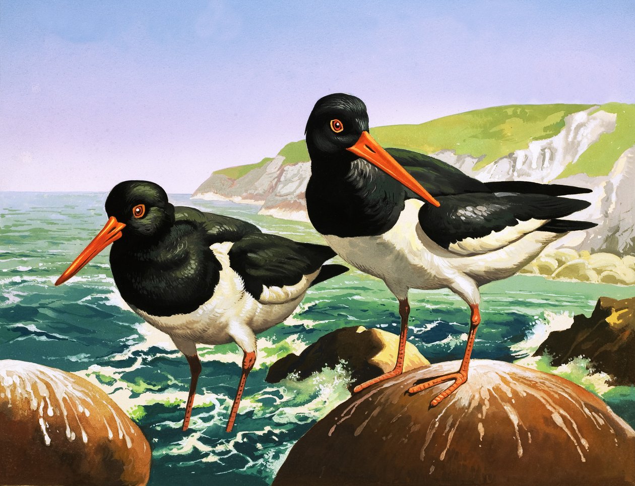 Ostreros, ilustración de "Érase una vez" (gouache sobre papel) de English School