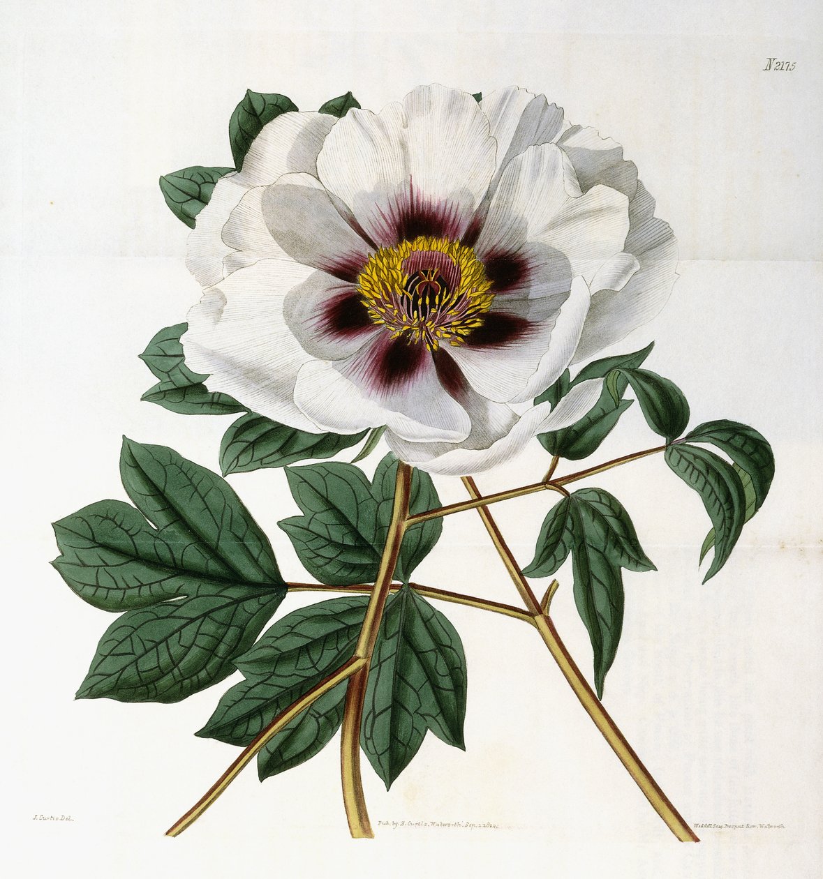 Paeonia suffruticosa Andr. var. papaveracea, 1788-1896 de English School