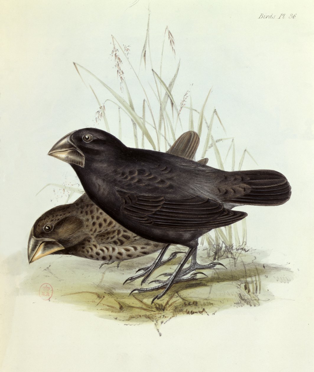 Pareja de Geospiza Magnirostris, de La Zoología del Viaje del H.M.S. Beagle 1832-36 por Charles Darwin (1809-92), 1840 Londres de English School