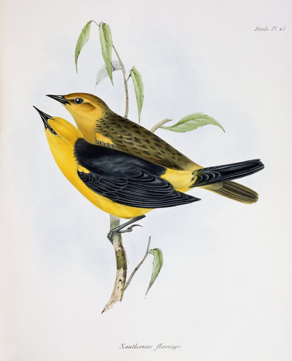 Pareja de Xanthornus Flaviceps, ilustración de La Zoología del Viaje del H.M.S. Beagle, 1832-36, por Charles Darwin (1809-92), 1840 de English School