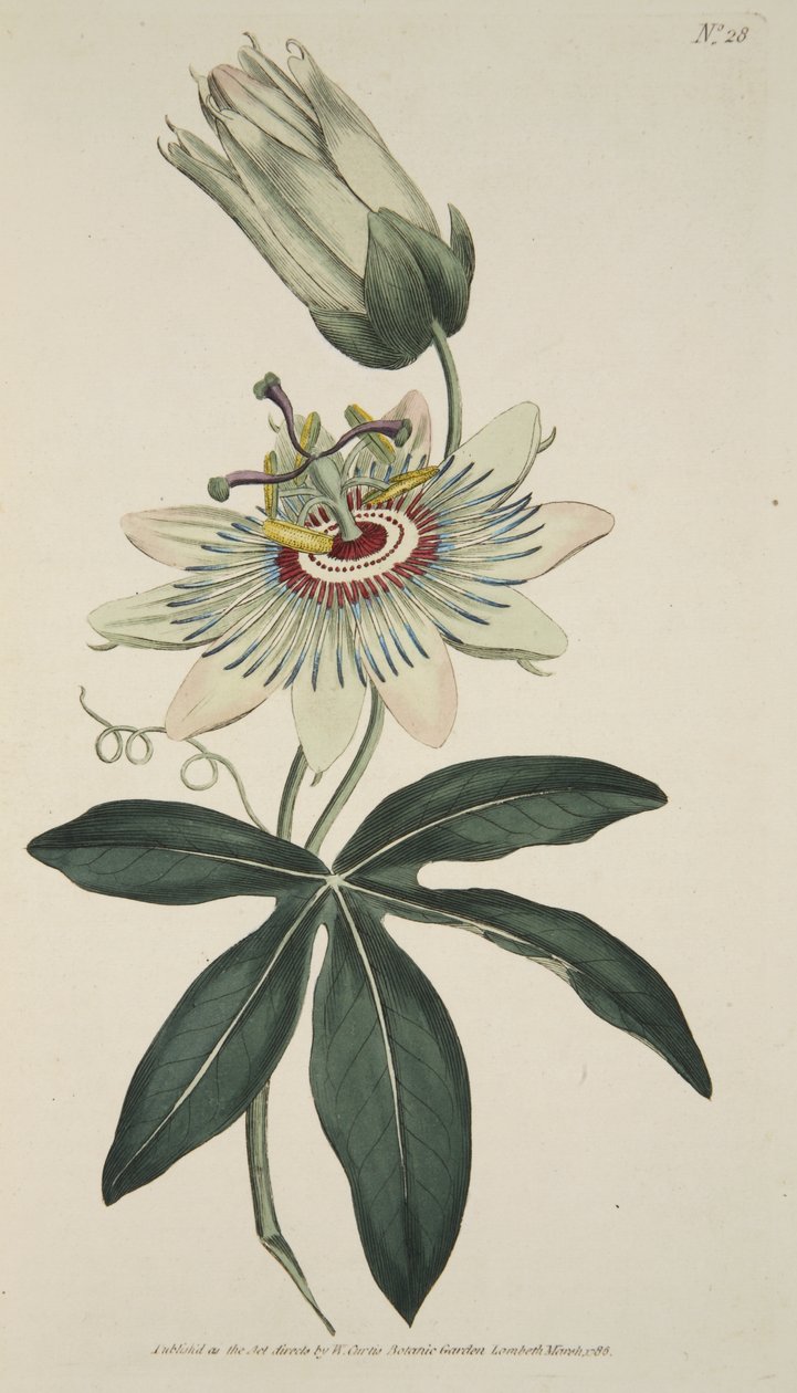 Passiflora Coerulea (Flor de la Pasión Común), de The Botanical Magazine or Flower Garden Displayed, pub. 1786 de English School