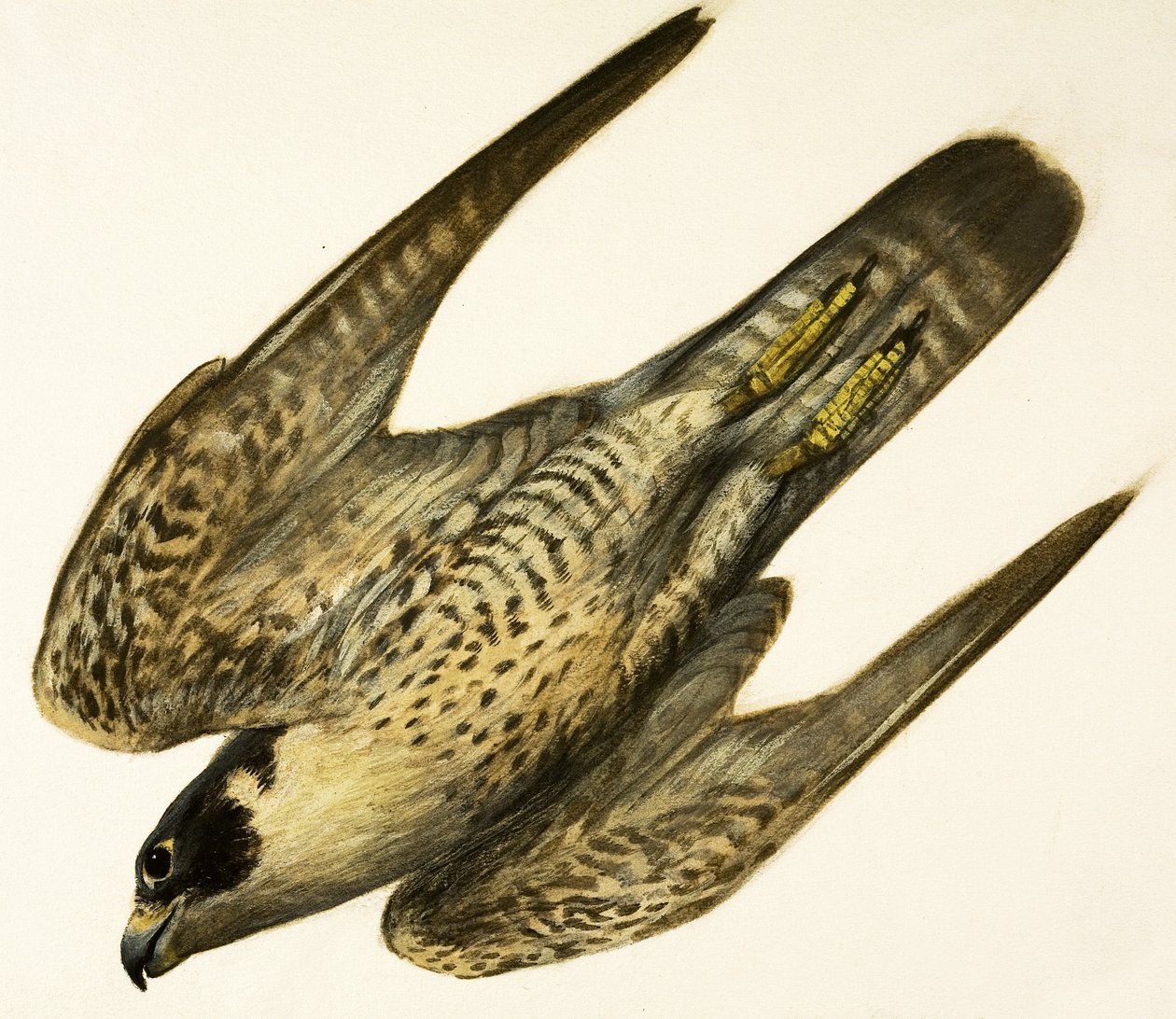 Halcón peregrino de English School