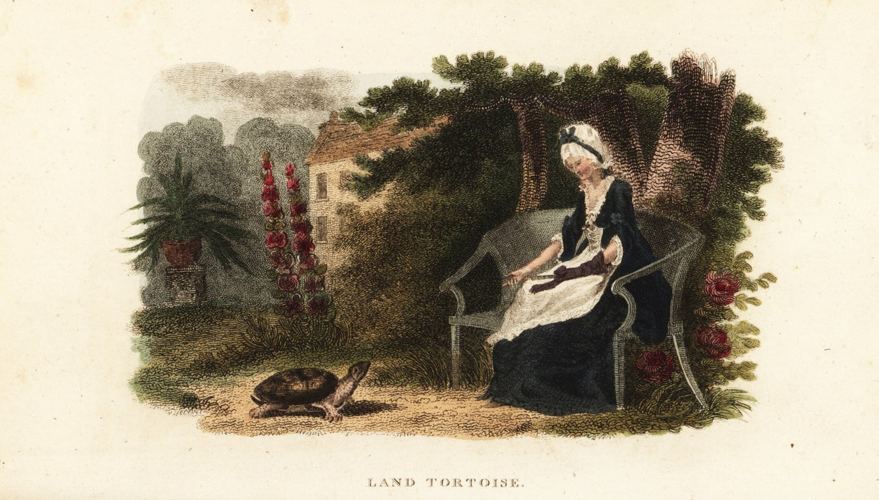 Tortuga mascota con su benefactora de 30 años, una anciana, en un jardín amurallado cerca de Lewes, Sussex de English School