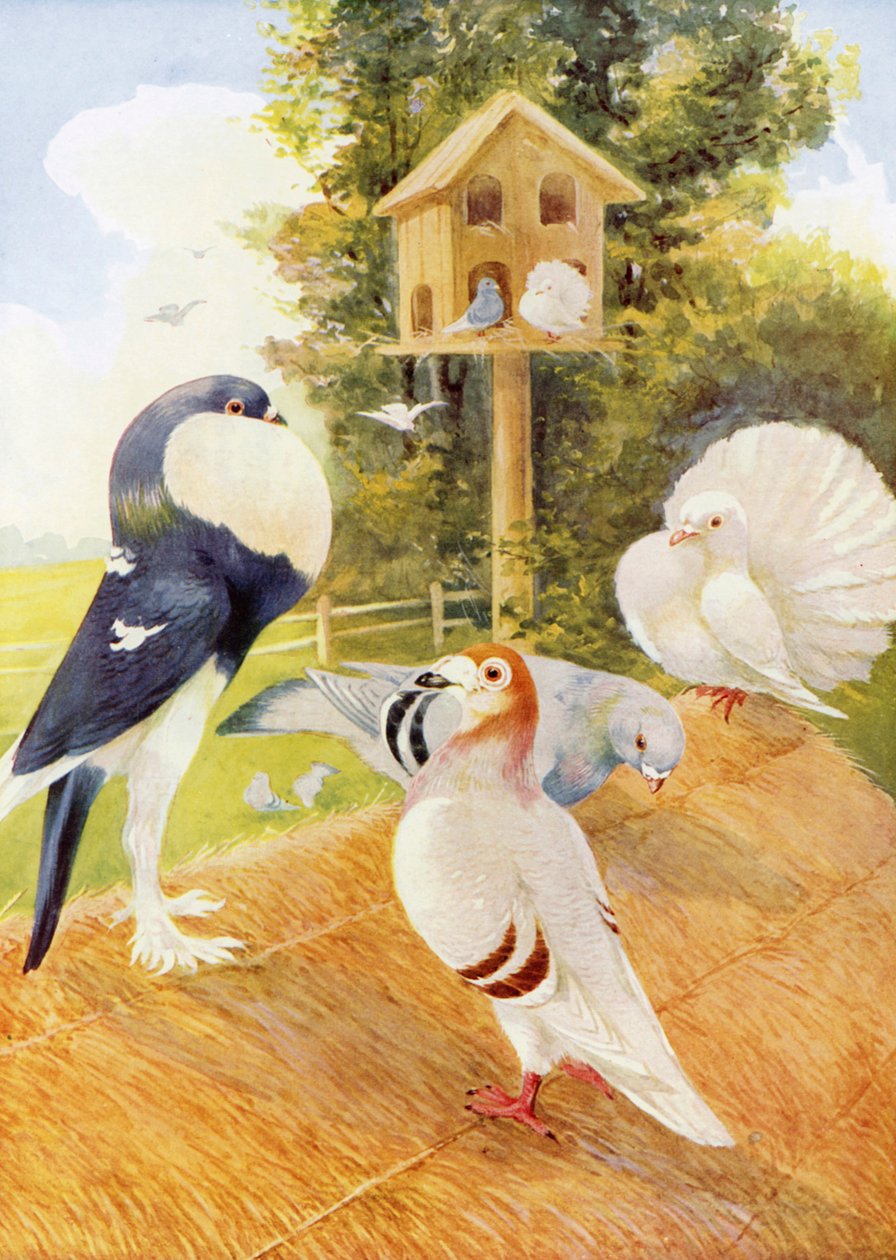 Palomas (litografía en color) de English School