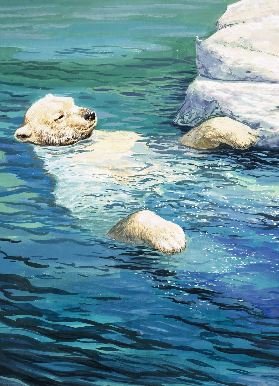 Oso polar juguetón, ilustración de "Nature