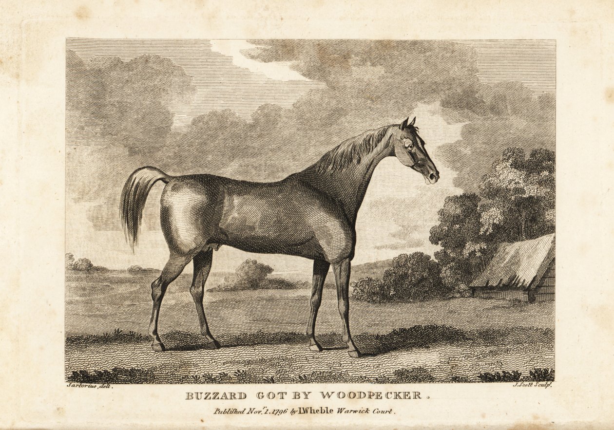 Retrato del caballo de carreras campeón Buzzard por Woodpecker de English School