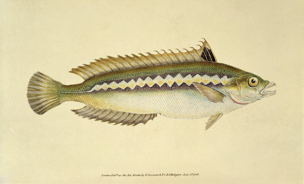 Pez arco iris, Pl.96 de "The Natural History of British Fishes", pub. by E. Donovan and F.C.  J. Rivington de English School