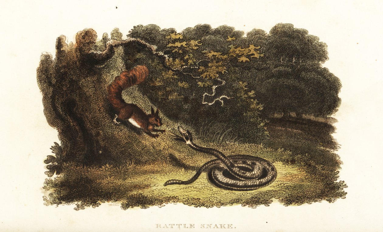 Serpiente de cascabel encantando a una ardilla para que baje de un árbol de English School