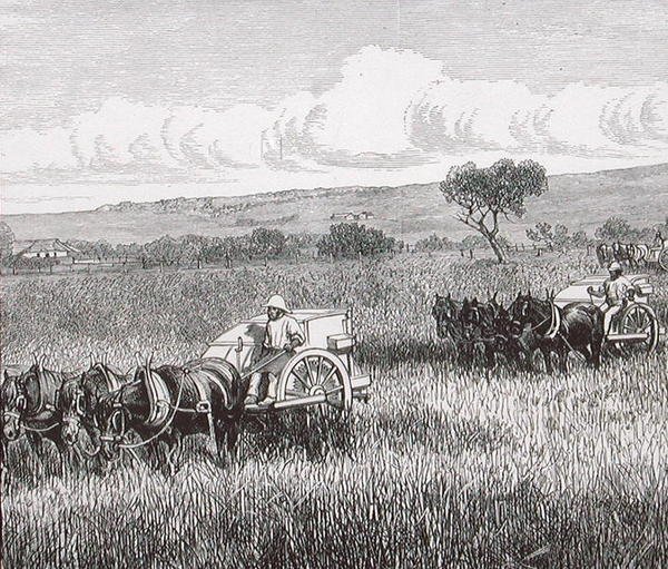 Cosecha, Sur de Adelaida, Australia de English School
