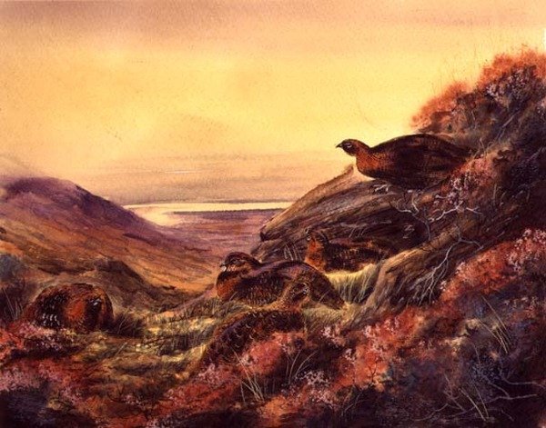 Urogallo rojo en el páramo, c.1890 de English School