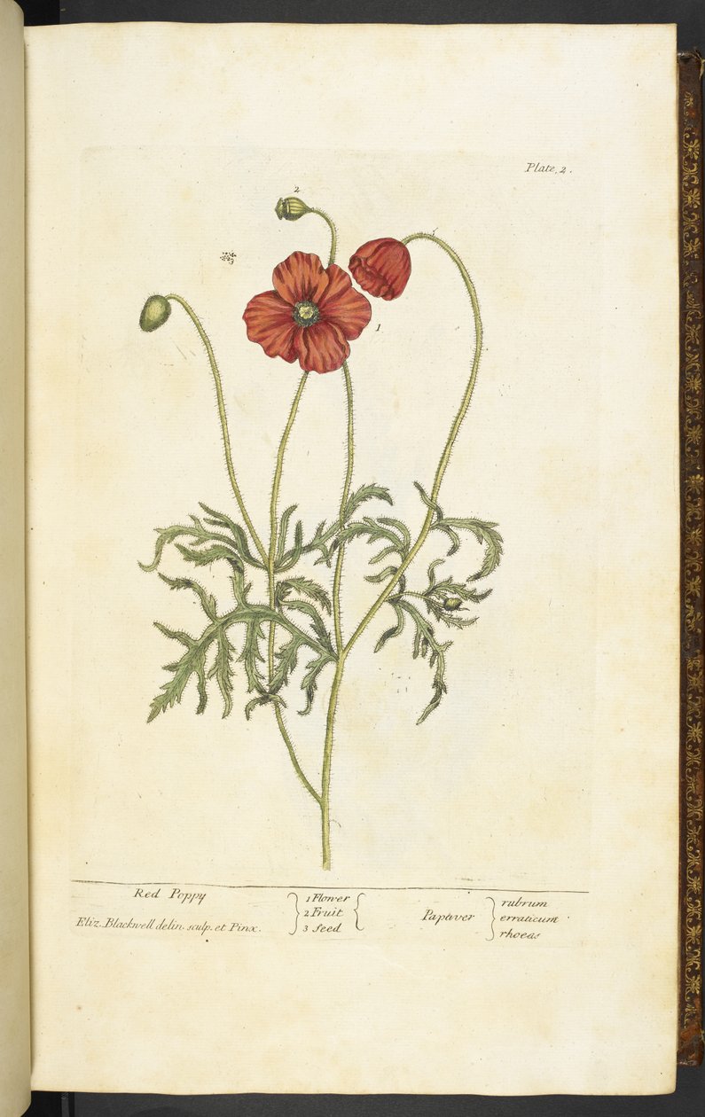 Amapola roja, placa 2 de 