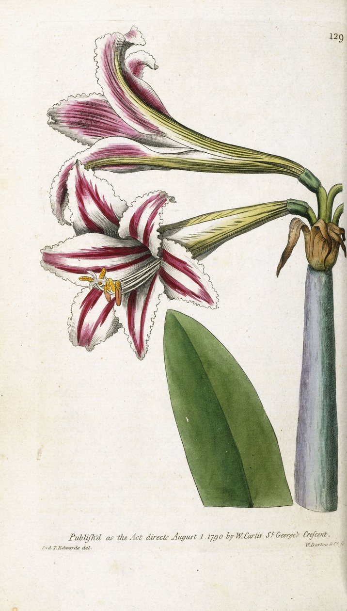 Lirio rayado rojo y blanco, 1799-1810 de English School