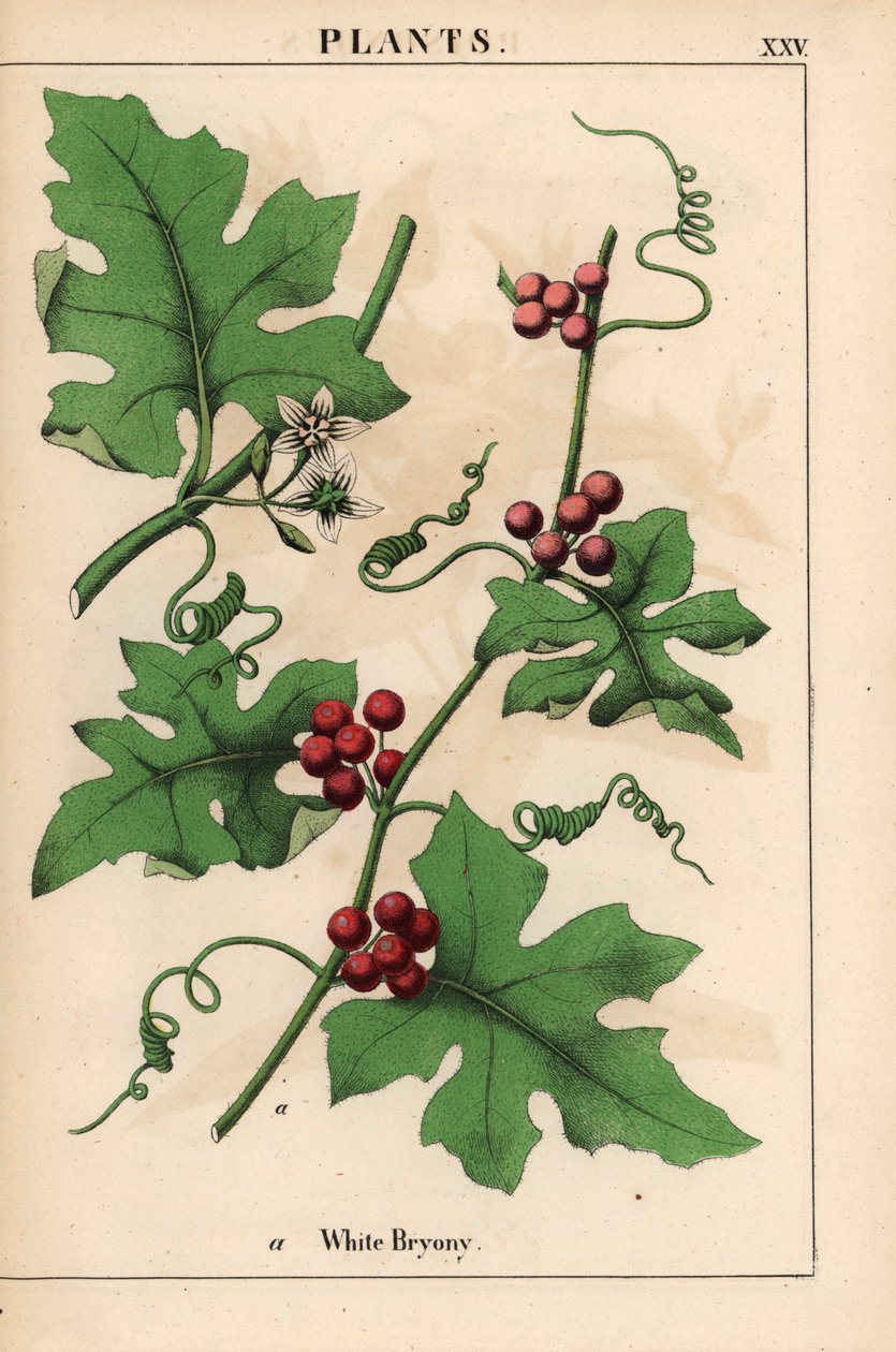 Bryony rojo con frutos rojos. Bryonia dioica   , de "The Instructive Picturebook, or Lessons from the Vegetable World", [Charlotte Mary Yonge], Edimburgo de English School