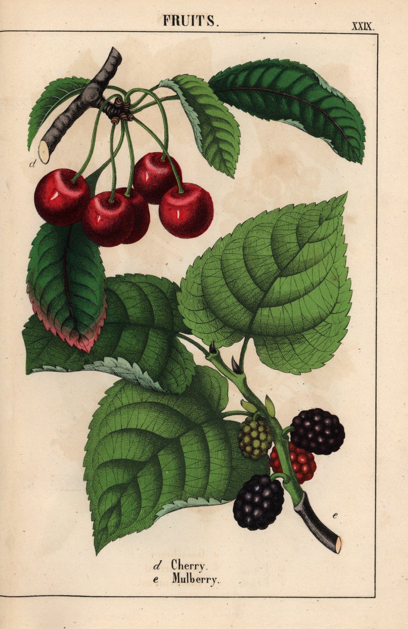 Cerezas rojas y frutos de mora   , de "The Instructive Picturebook, or Lessons from the Vegetable World", [Charlotte Mary Yonge], Edimburgo de English School