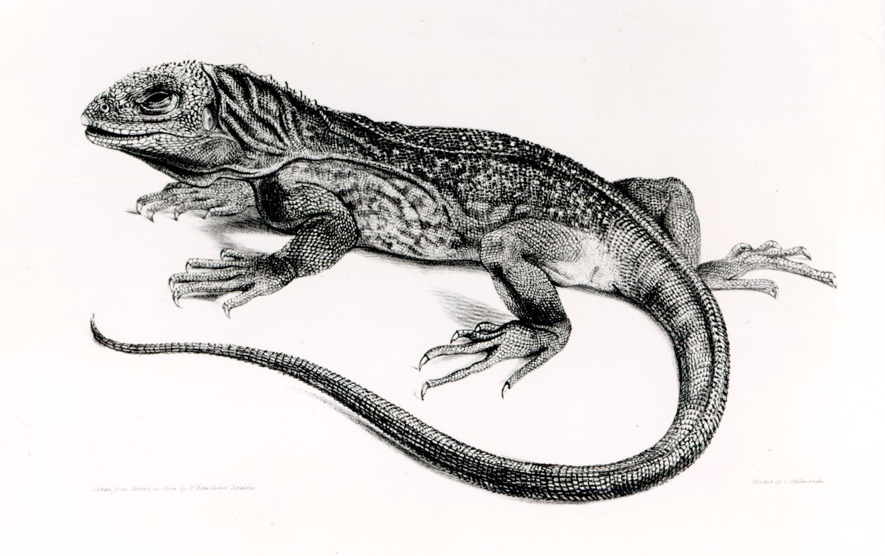 Reptil, ilustración de 