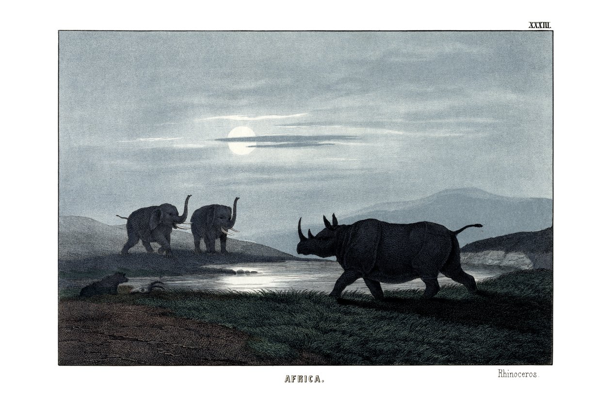 Rhinoceros de English School