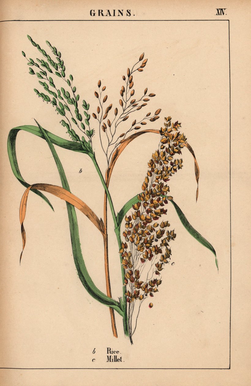 arroz y mijo  , de "The Instructive Picturebook, or Lessons from the Vegetable World", [Charlotte Mary Yonge], Edimburgo de English School