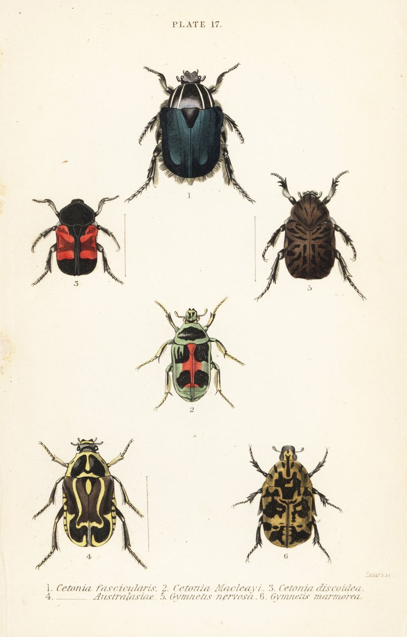 Escarabajos cetonia: Cetonia fascicularis 1, Heterorhina macleayi 2, Gametoides subfasciata 3, escarabajo violinista, Eupoecila australasiae 4, Gymnetis hieroglyphica 5 y Gymnetis marmorea 6 de English School