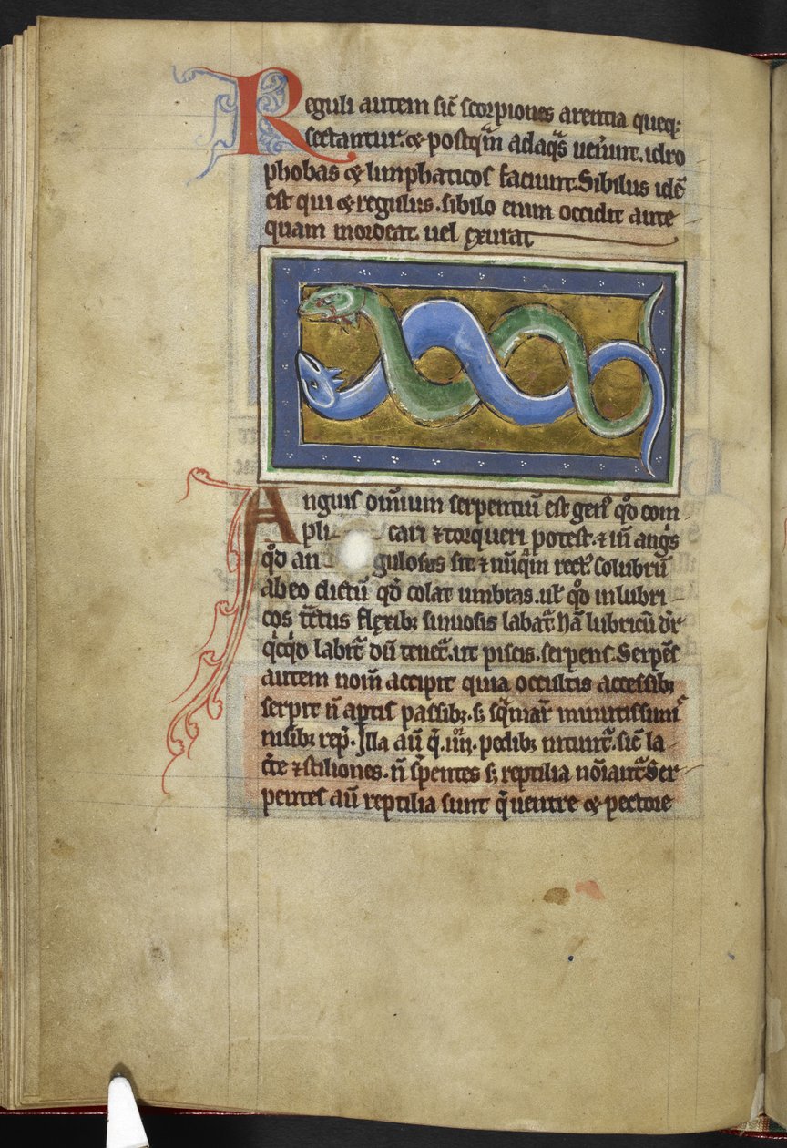 Royal MS 12 C XIX, f.63v Anguis, de 