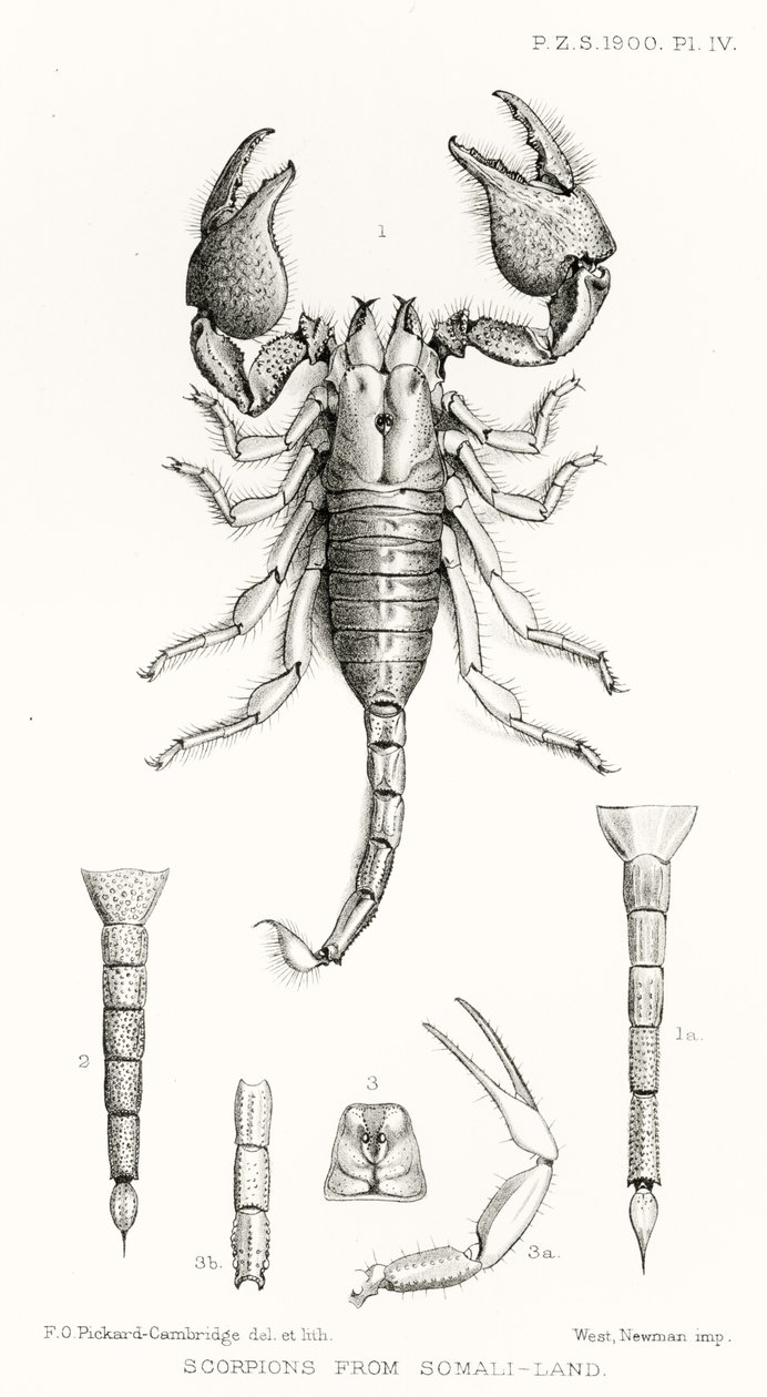Escorpiones de Somalilandia, ilustración de The Hope Reports, Vol. II, 1897-1900, editado por Edward B. Poulton, Oxford, 1901 de English School