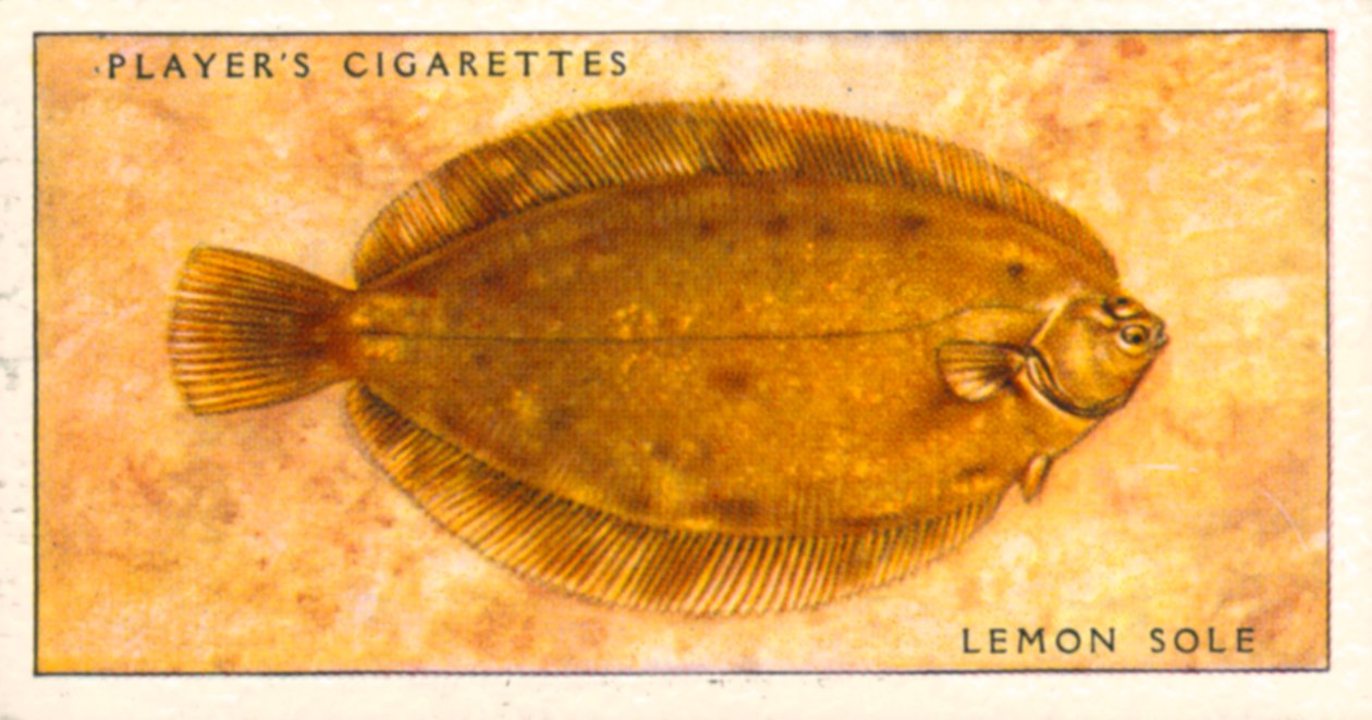 Peces de mar: Lenguado limón (litografía en color) de English School