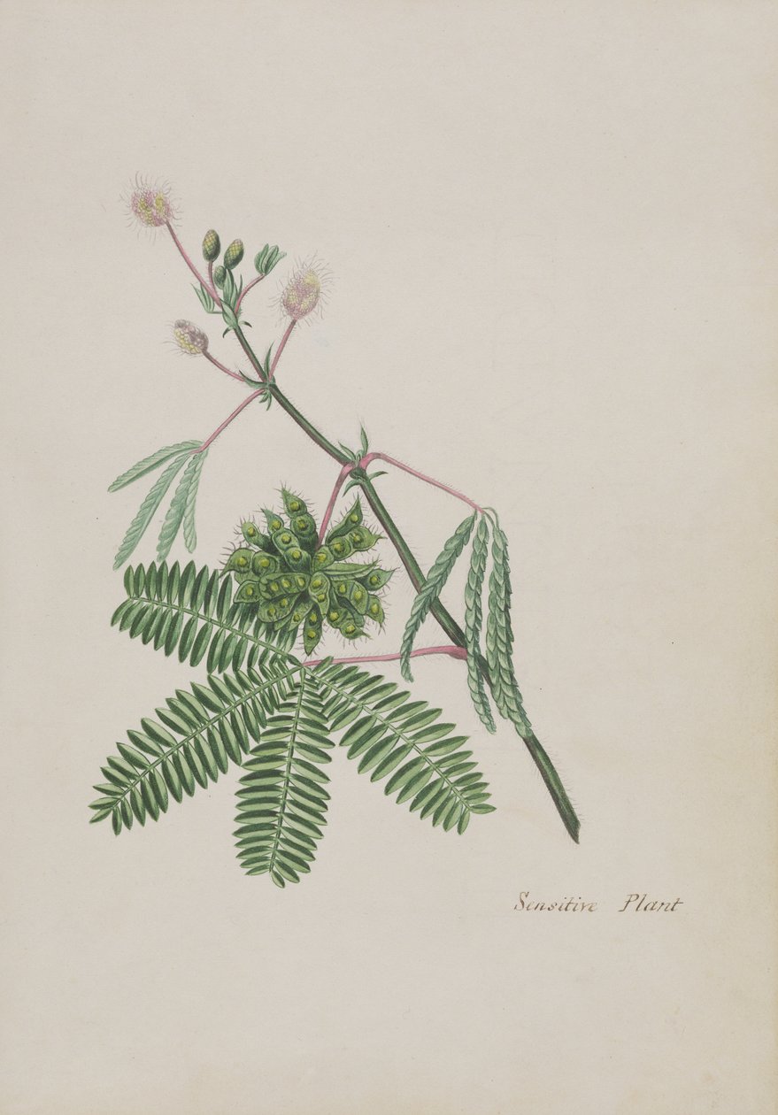 Planta Sensible, ilustración de un Álbum de Poemas, Dibujos a Lápiz y Acuarelas, c.1828 de English School