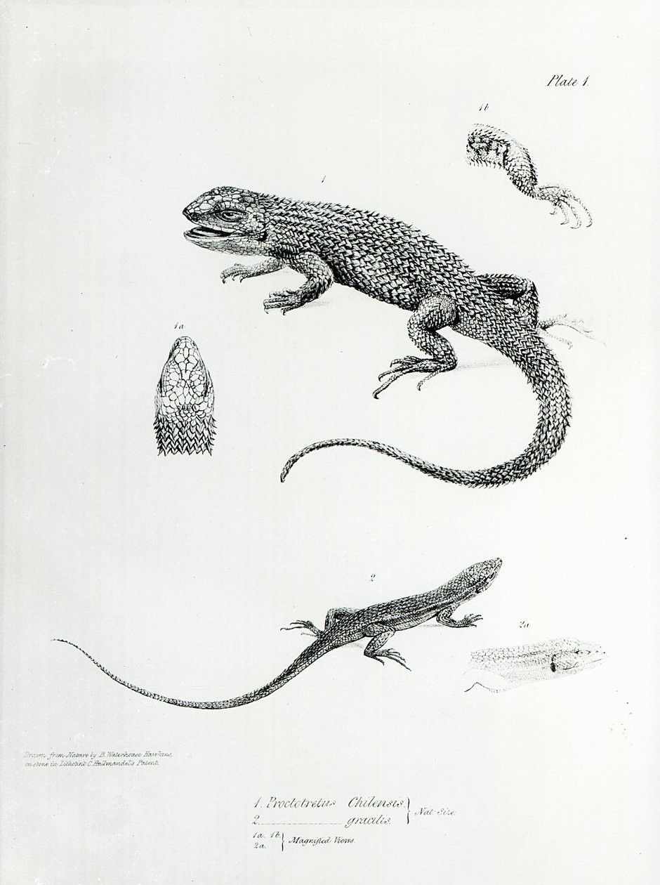 Iguana con tejas, ilustración de 