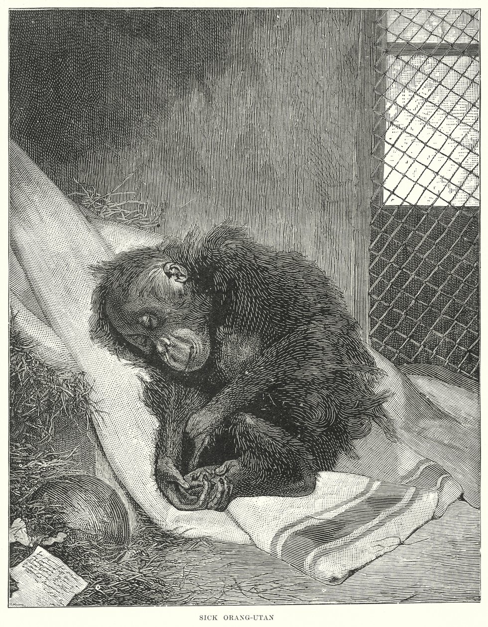 Orangután enfermo (grabado) de English School