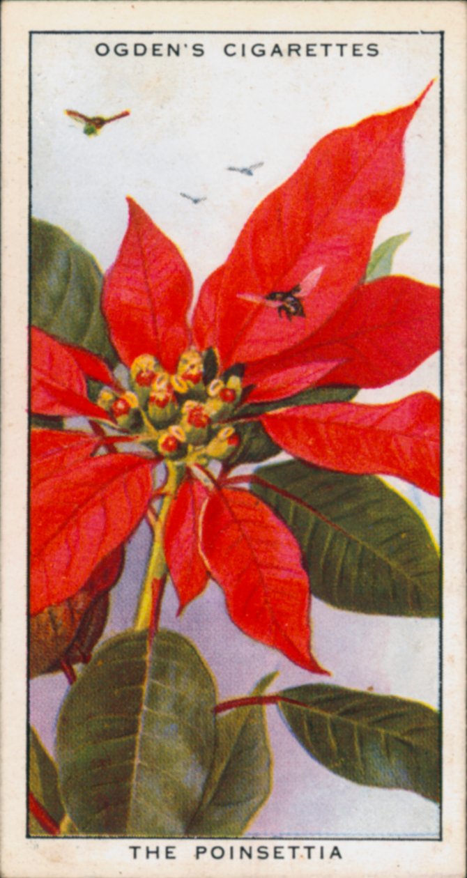 Colores de señalización, Seductores, Plantas, La Flor de Pascua (litografía en color) de English School