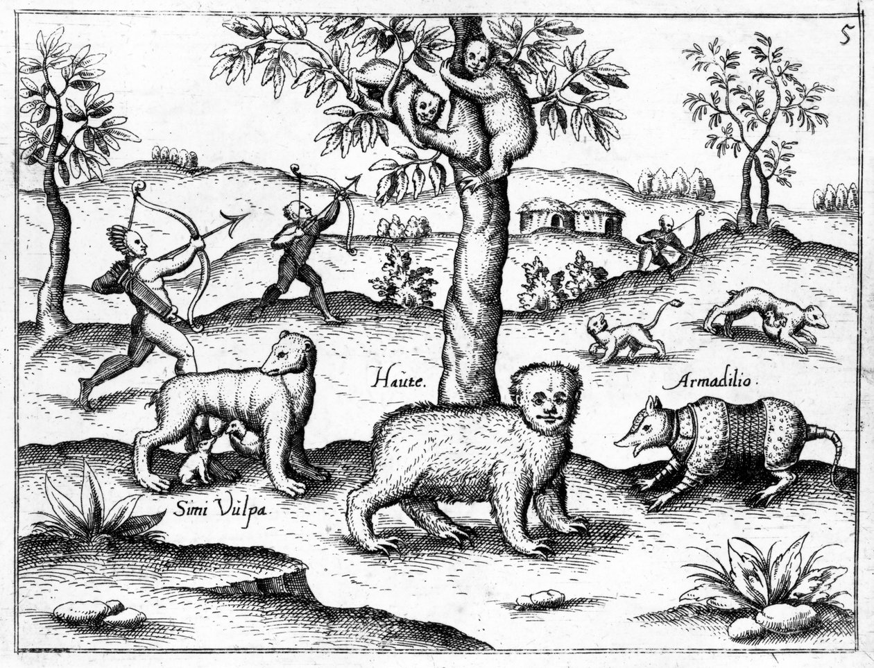 Simi Vulpa, Haute y Armadilio, ilustración de 